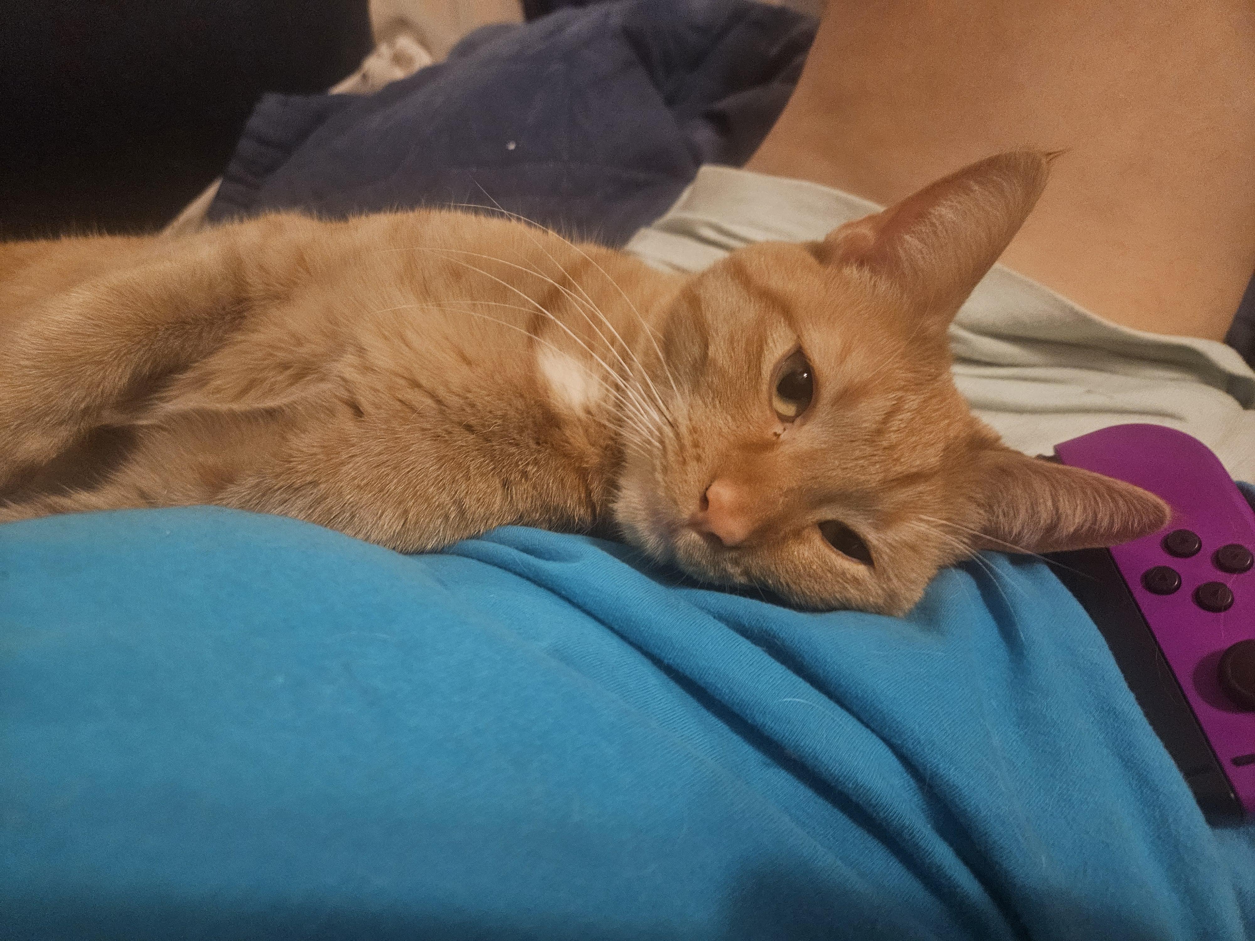 Enlarge Marigold, a Adoptable mixed breed in Phoenix, AZ image 2/4