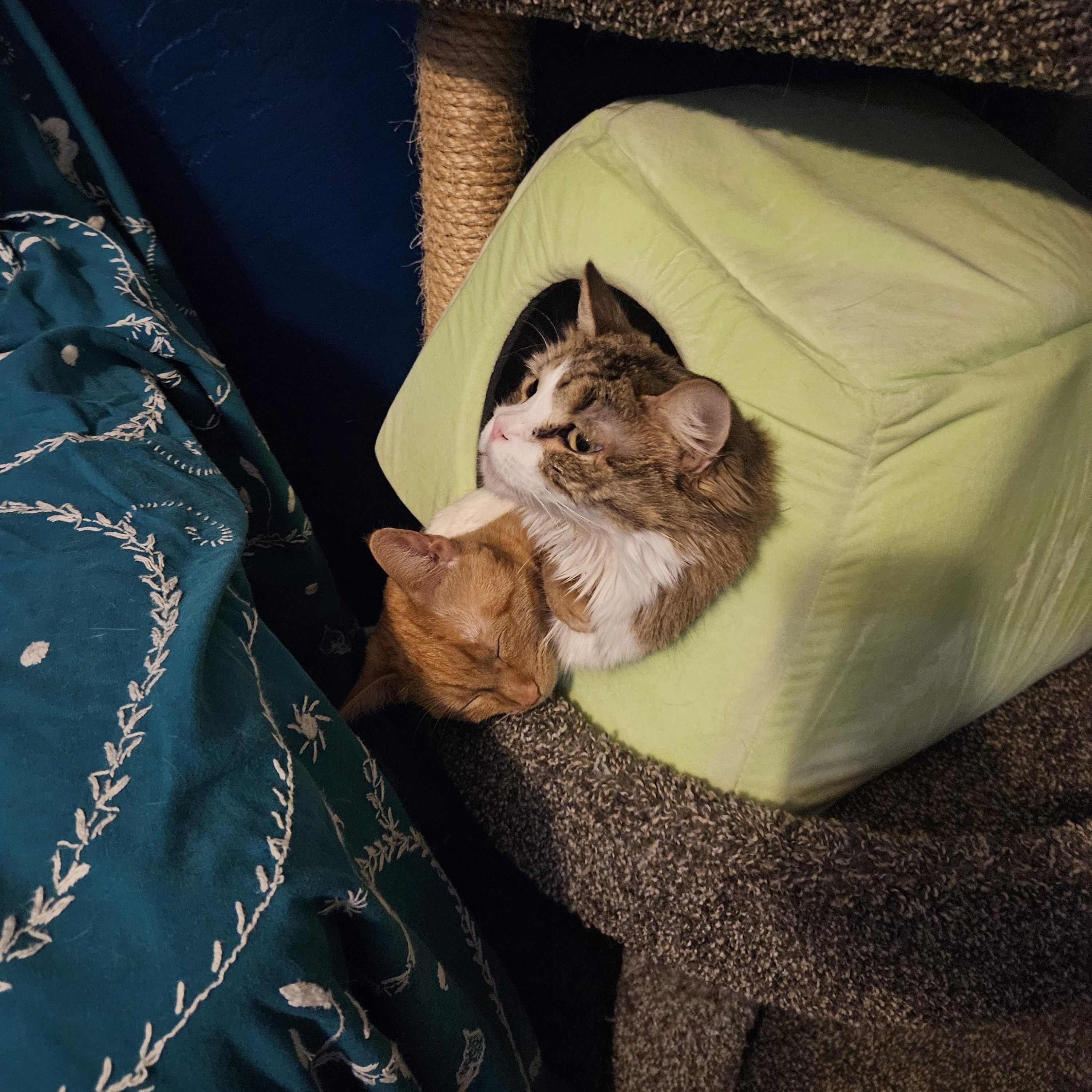 Enlarge Marigold, a Adoptable mixed breed in Phoenix, AZ image 3/4