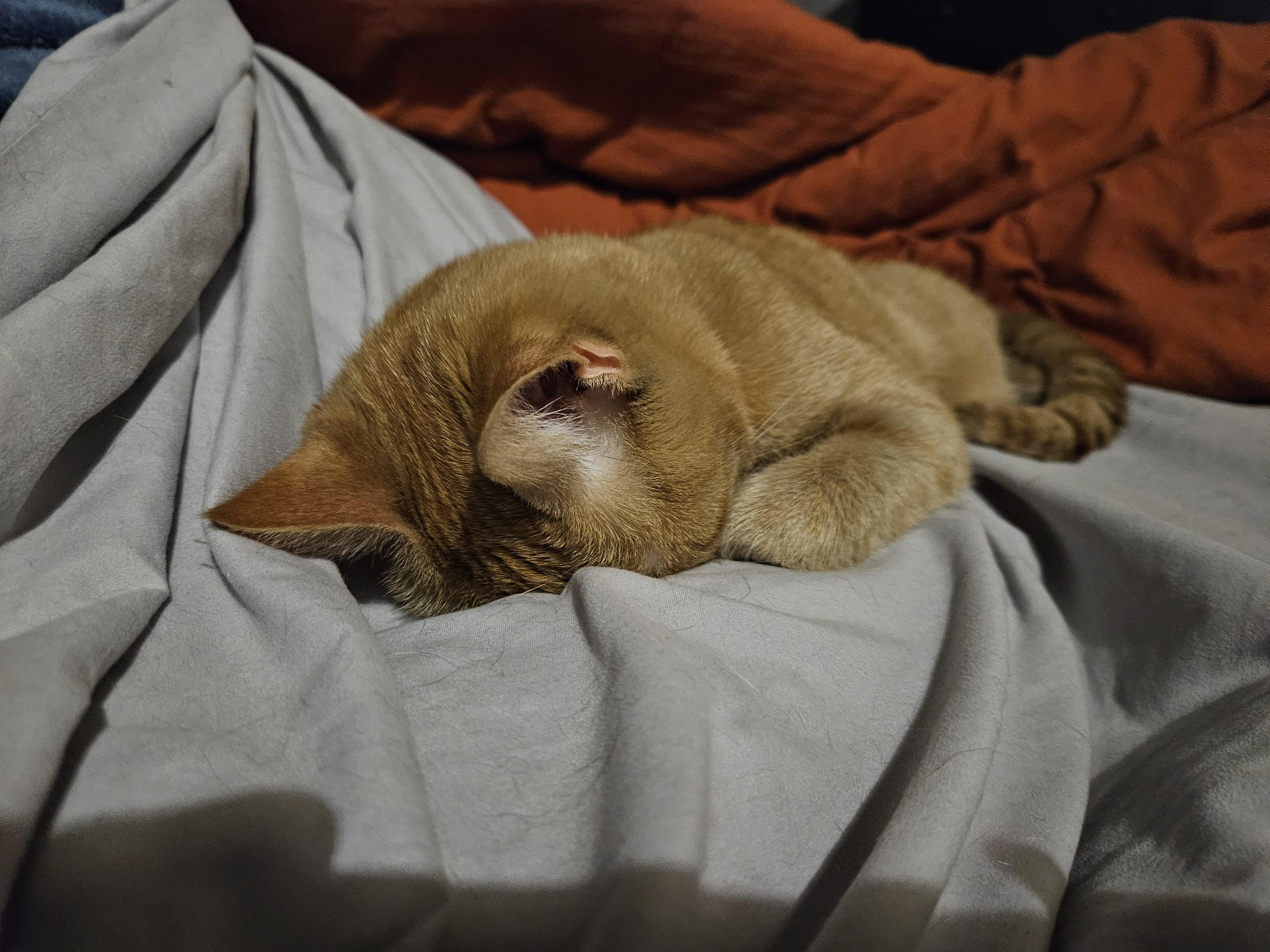 Enlarge Marigold, a Adoptable mixed breed in Phoenix, AZ image 4/4