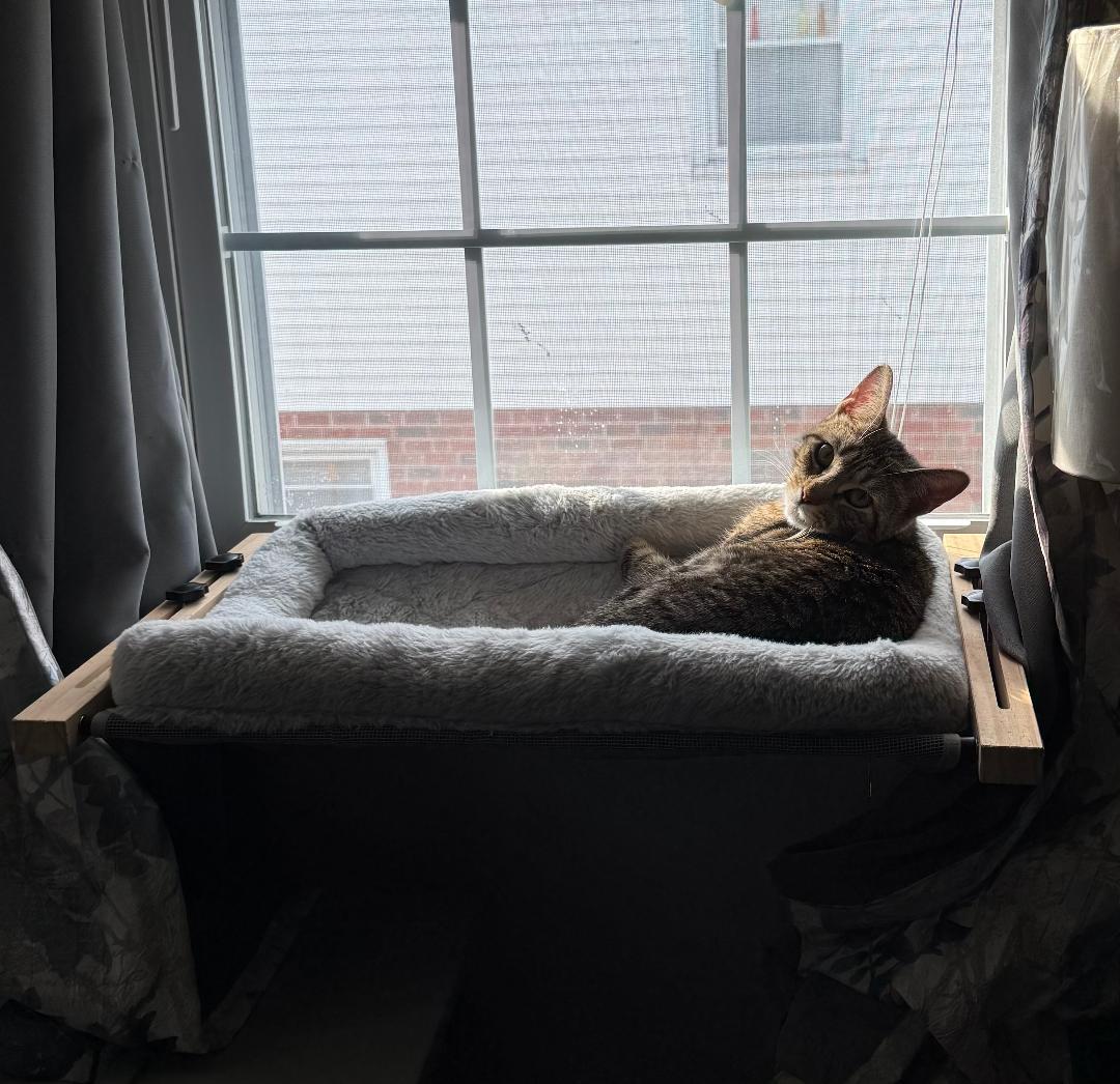 Enlarge Lily, a Adopted Tabby in Yardley, PA image 1/3