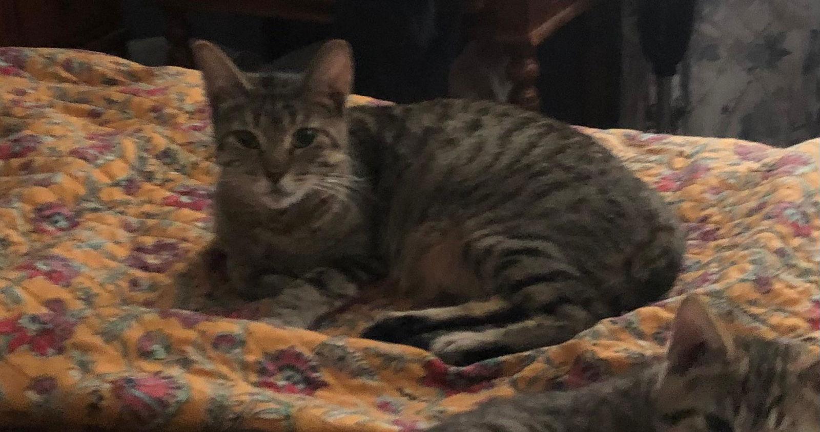 Enlarge Lily, a Adopted Tabby in Yardley, PA image 2/3