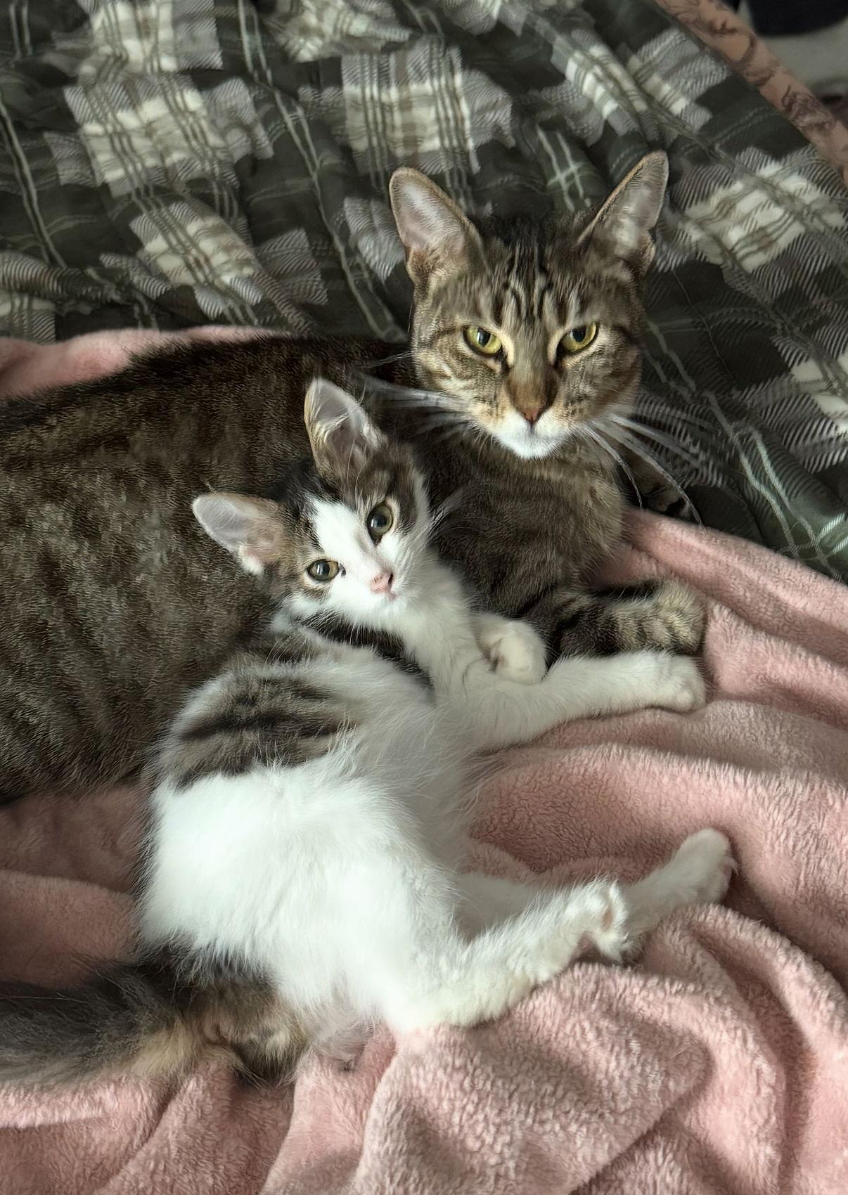 Enlarge Lily, a Adopted Tabby in Yardley, PA image 3/3