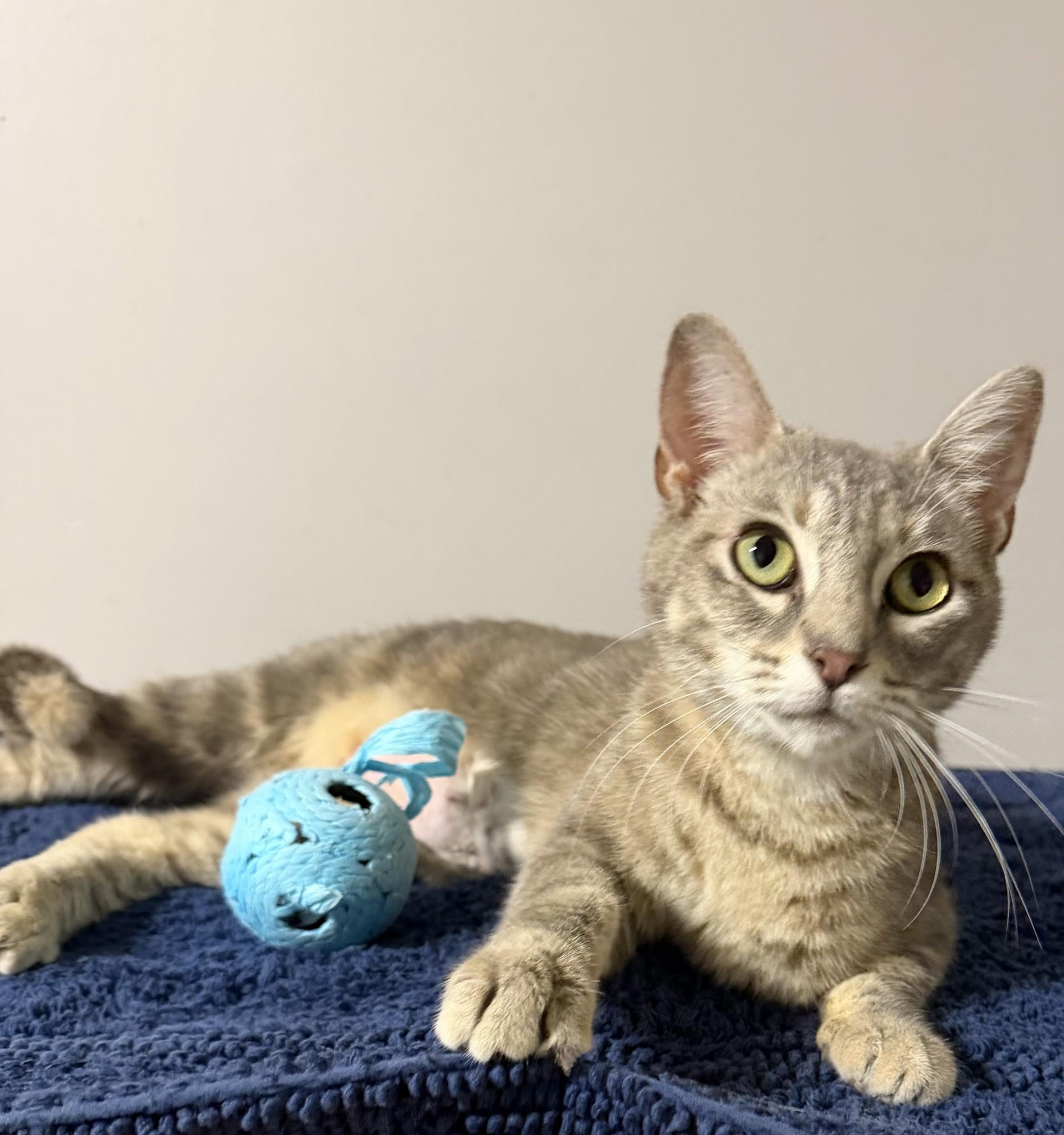 Firefly, adopted, Adult Female Domestic Short Hair.