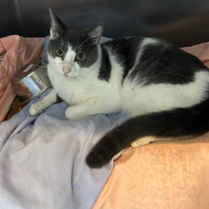 C.J., a Adoptable Domestic Short Hair in Charleston, SC image 2/4