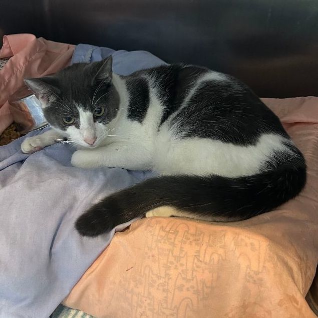 C.J., a Adoptable Domestic Short Hair in Charleston, SC image 3/4