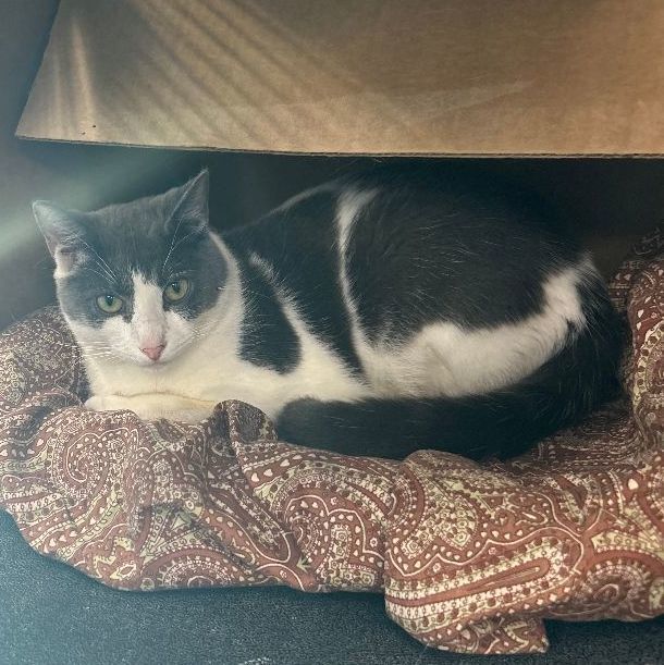 C.J., a Adoptable Domestic Short Hair in Charleston, SC image 4/4