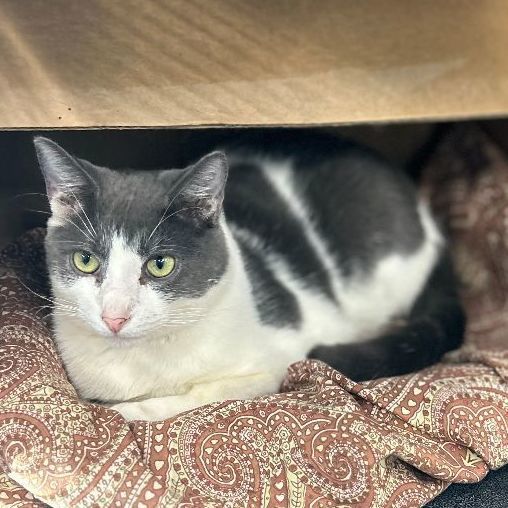 C.J., a Adoptable Domestic Short Hair in Charleston, SC image 1/4