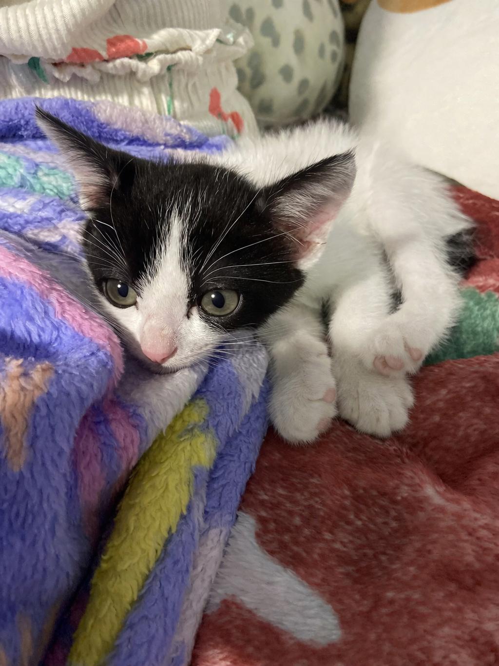 Enlarge Mickey and Minnie (MUST be adopted together), an adopted mixed breed in Houston, TX image 5/6