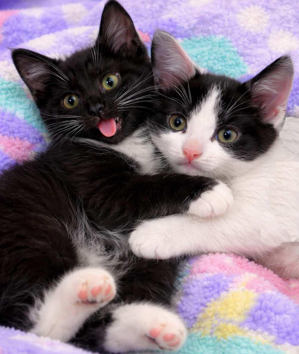 Mickey and Minnie (MUST be adopted together), adopted, Kitten Male Domestic Short Hair & Turkish Van.