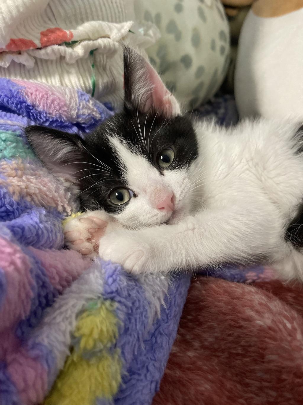 Enlarge Mickey and Minnie (MUST be adopted together), an adopted mixed breed in Houston, TX image 2/6