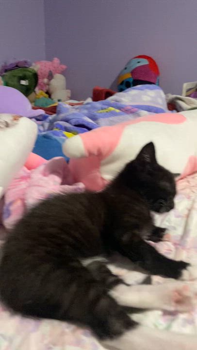 Enlarge Mickey and Minnie (MUST be adopted together), an adopted mixed breed in Houston, TX video 3/6