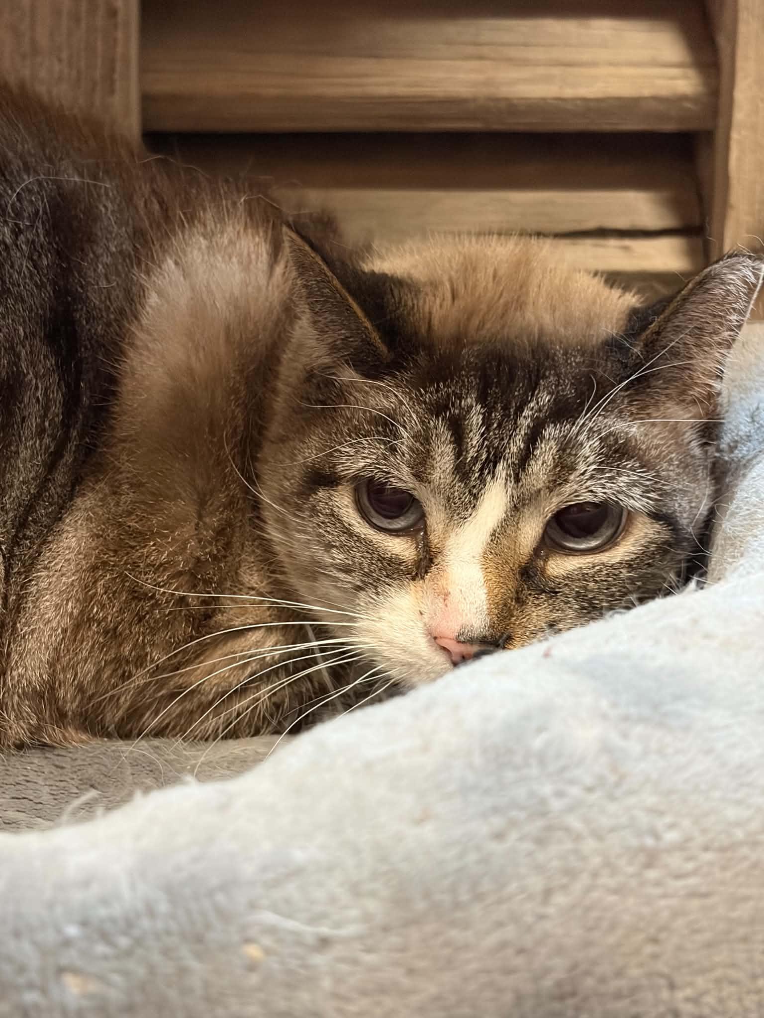Petunia (foster cat), Adoptable, Senior Female Domestic Short Hair.