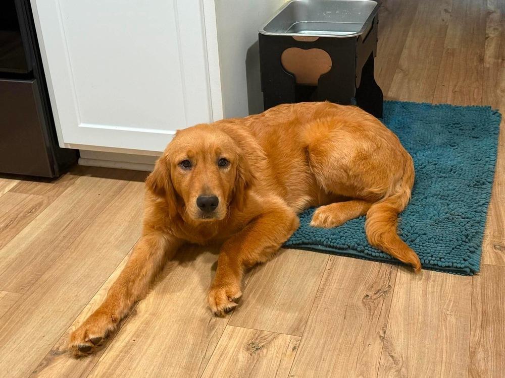 Marigold, a Adoptable Golden Retriever in Acworth, GA image 1/2