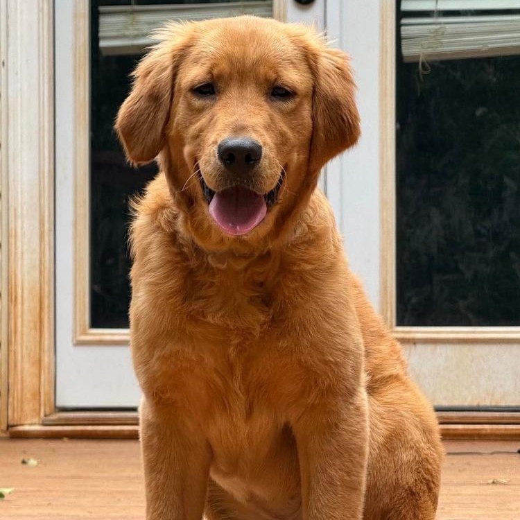 Marigold, a Adoptable Golden Retriever in Acworth, GA image 2/2