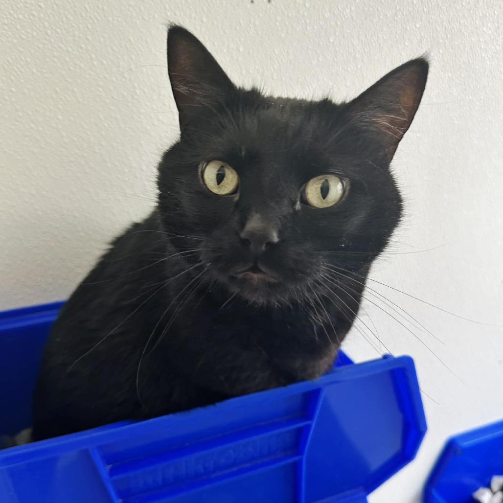 Enlarge Freddy C4, a Adoptable Domestic Short Hair in Union, MO image 1/2