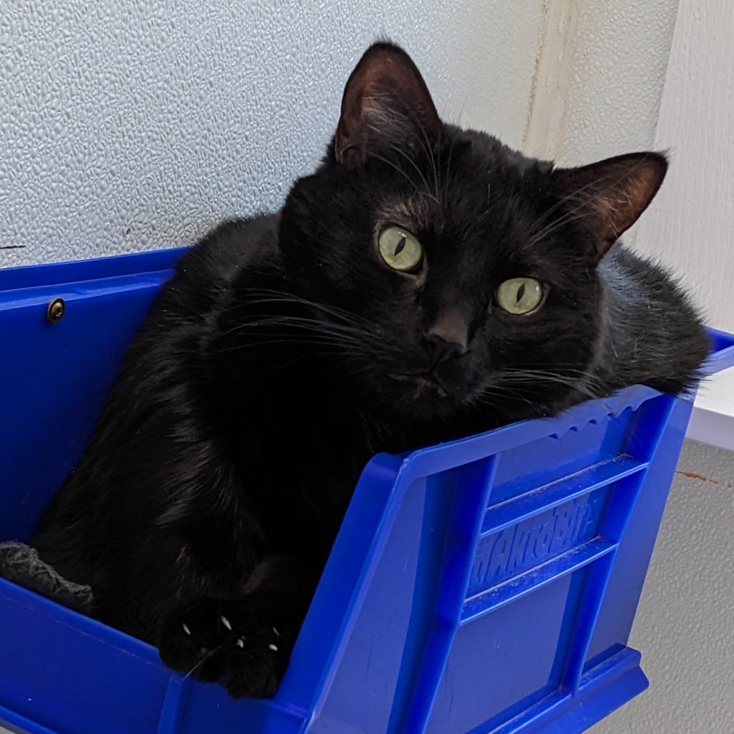 Enlarge Freddy C 2, a Adoptable Domestic Short Hair in Union, MO image 2/2