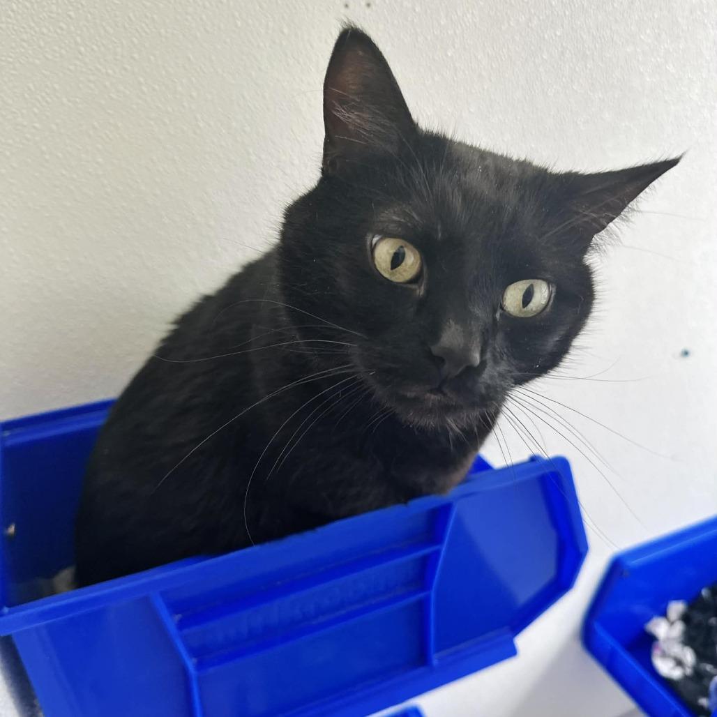 Enlarge Freddy C4, a Adoptable Domestic Short Hair in Union, MO image 2/2