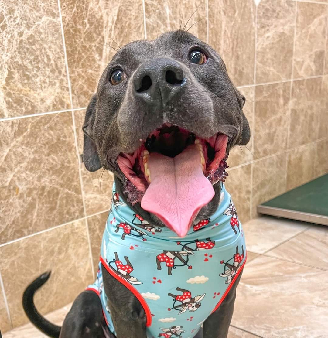 Enlarge Dozer, a Adoptable mixed breed in Huntsville, AL image 3/3