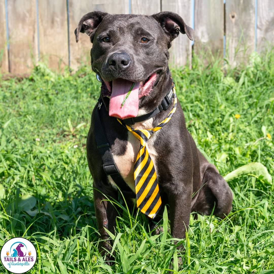 Enlarge Dozer, a Adoptable mixed breed in Huntsville, AL image 1/3