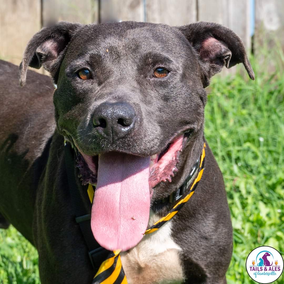 Enlarge Dozer, a Adoptable mixed breed in Huntsville, AL image 2/3