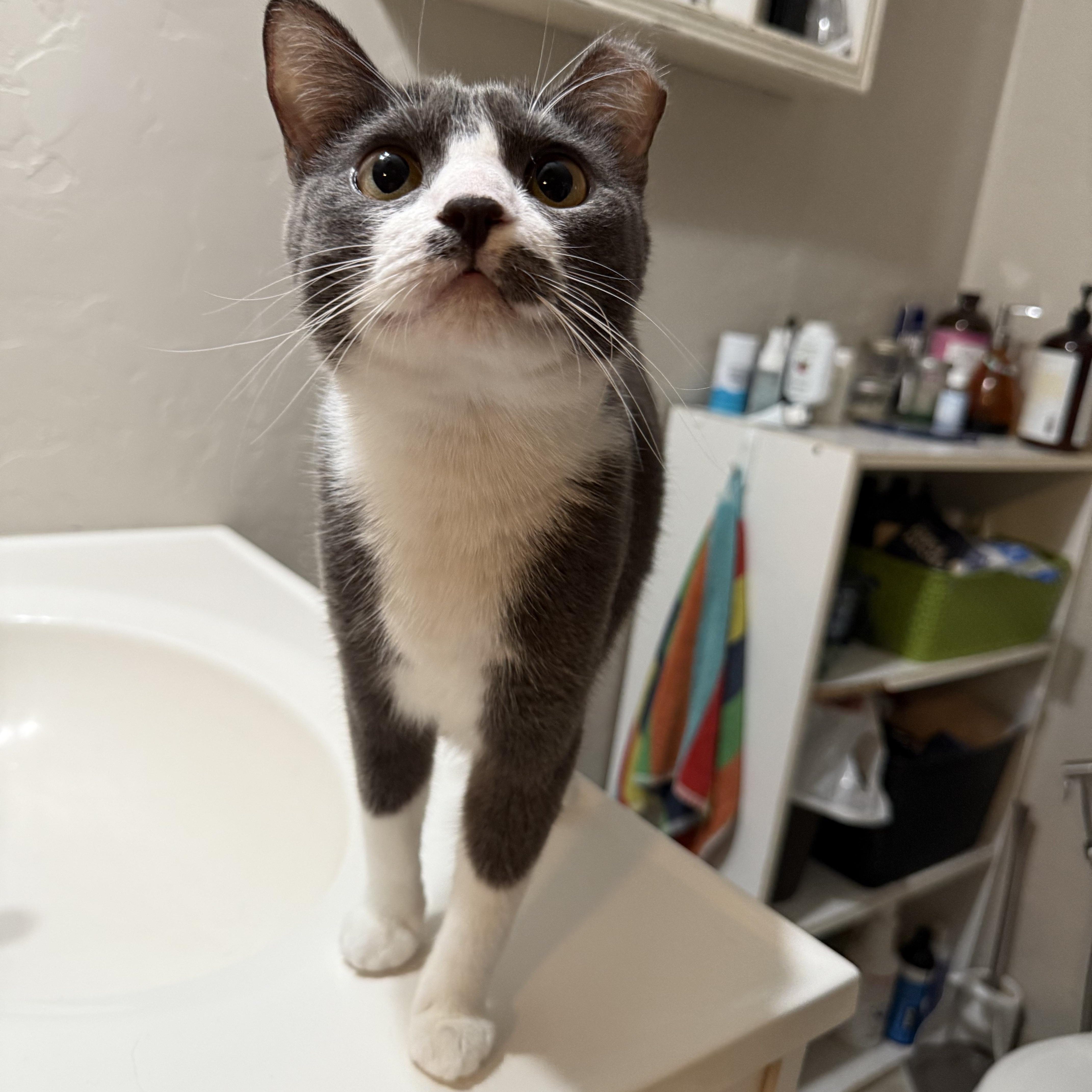 Rosie, an adoptable Domestic Short Hair in Fresno, CA, 93711 | Photo Image 3