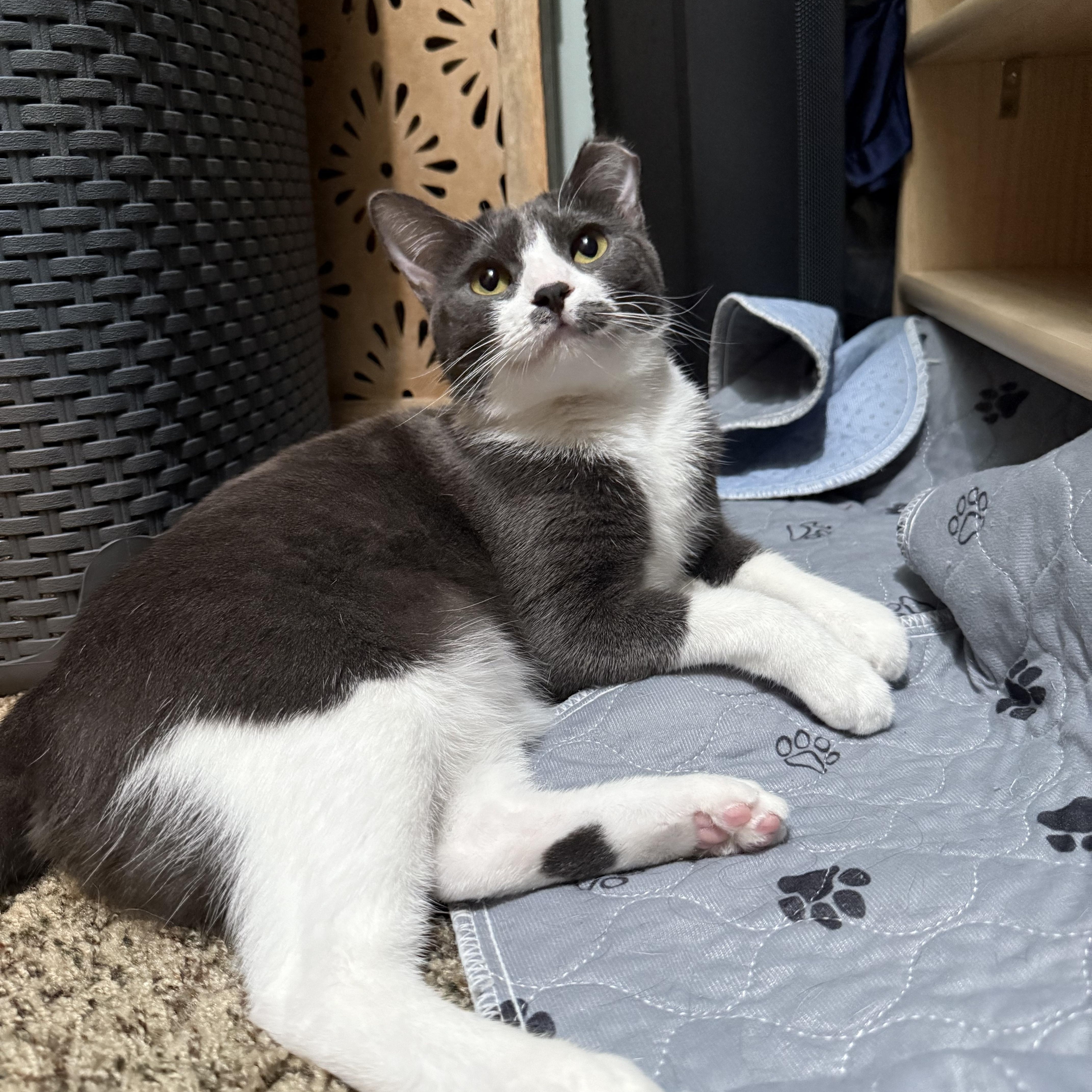 Rosie, an adoptable Domestic Short Hair in Fresno, CA, 93711 | Photo Image 5