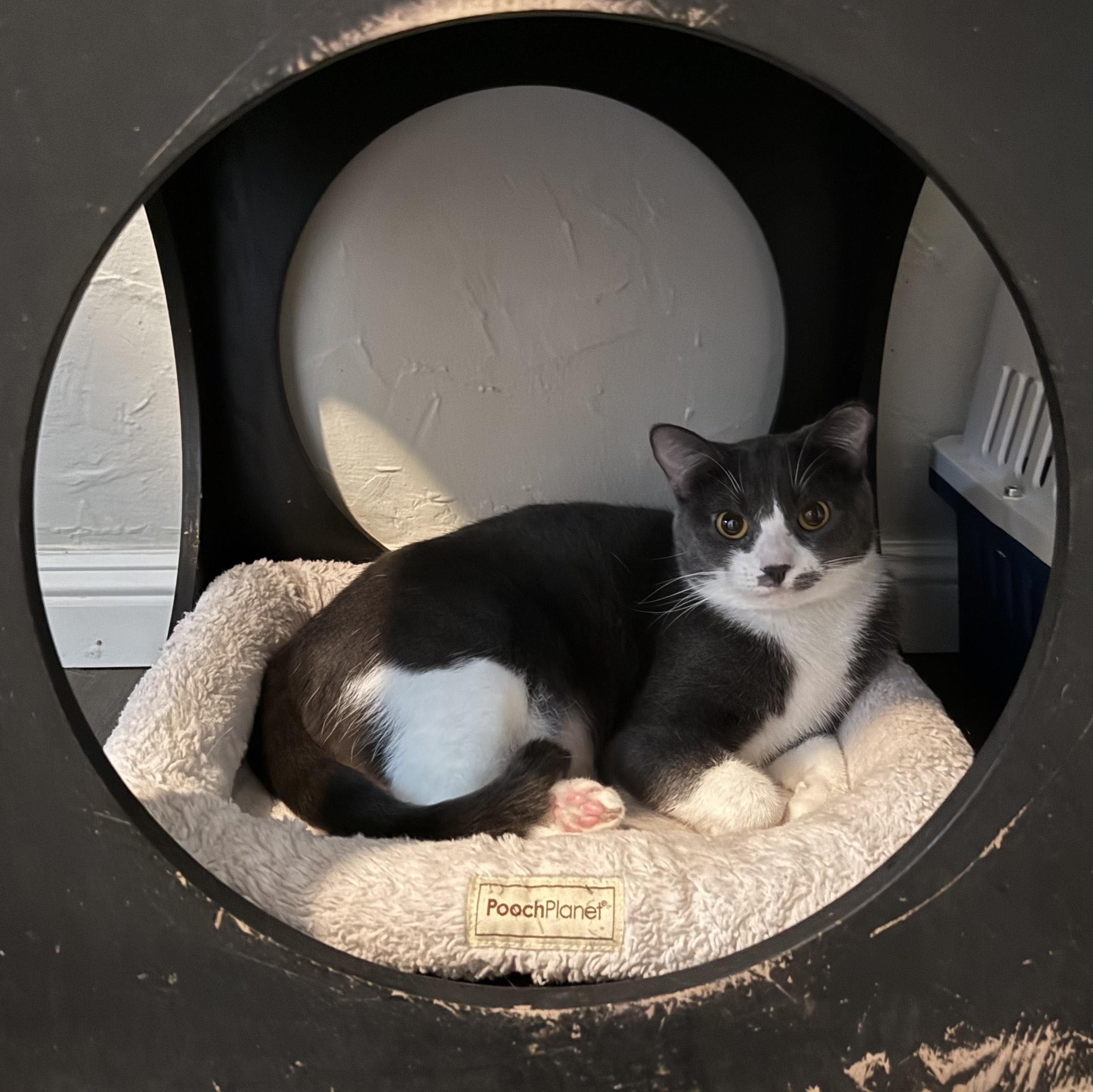 Rosie, an adoptable Domestic Short Hair in Fresno, CA, 93711 | Photo Image 1