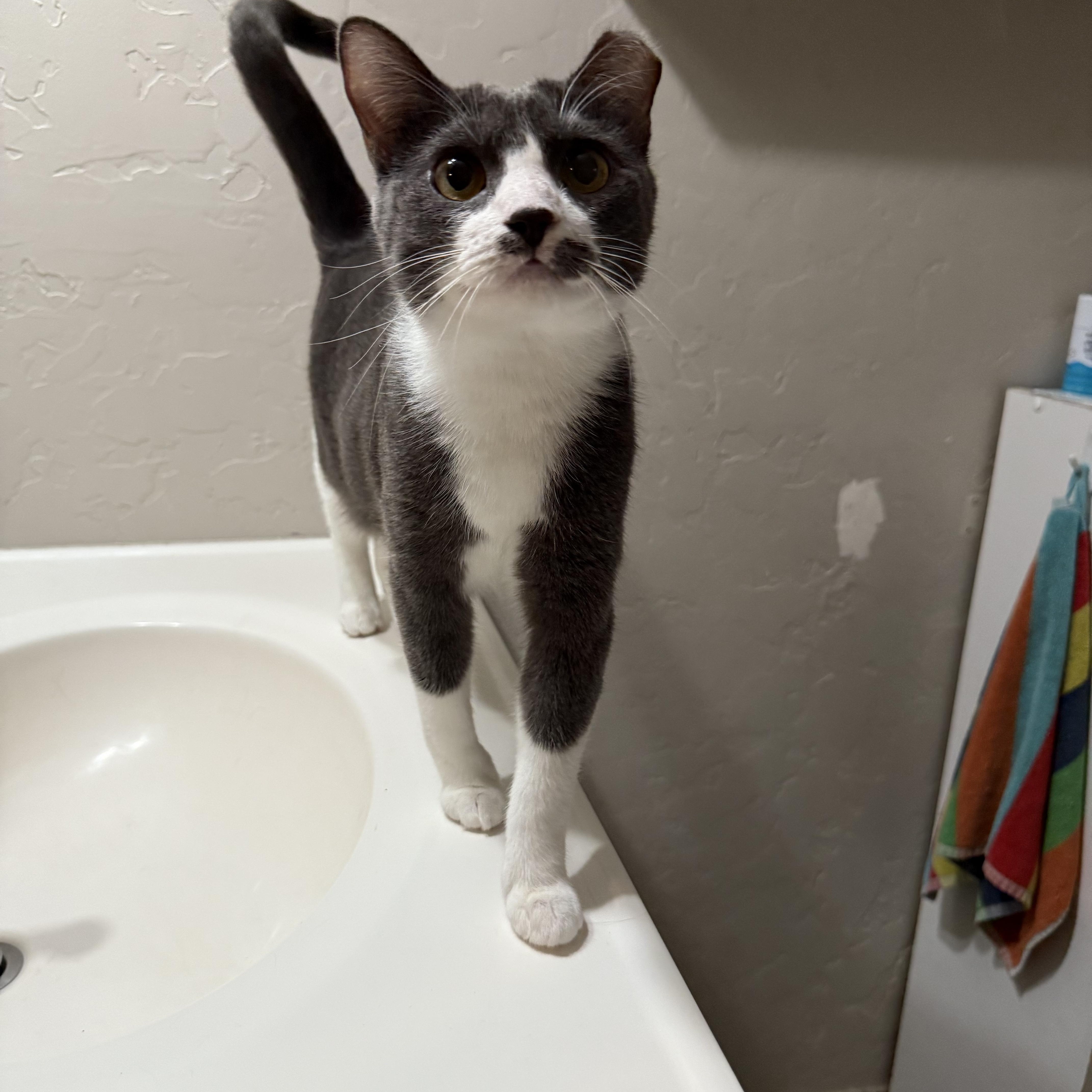 Rosie, an adoptable Domestic Short Hair in Fresno, CA, 93711 | Photo Image 9