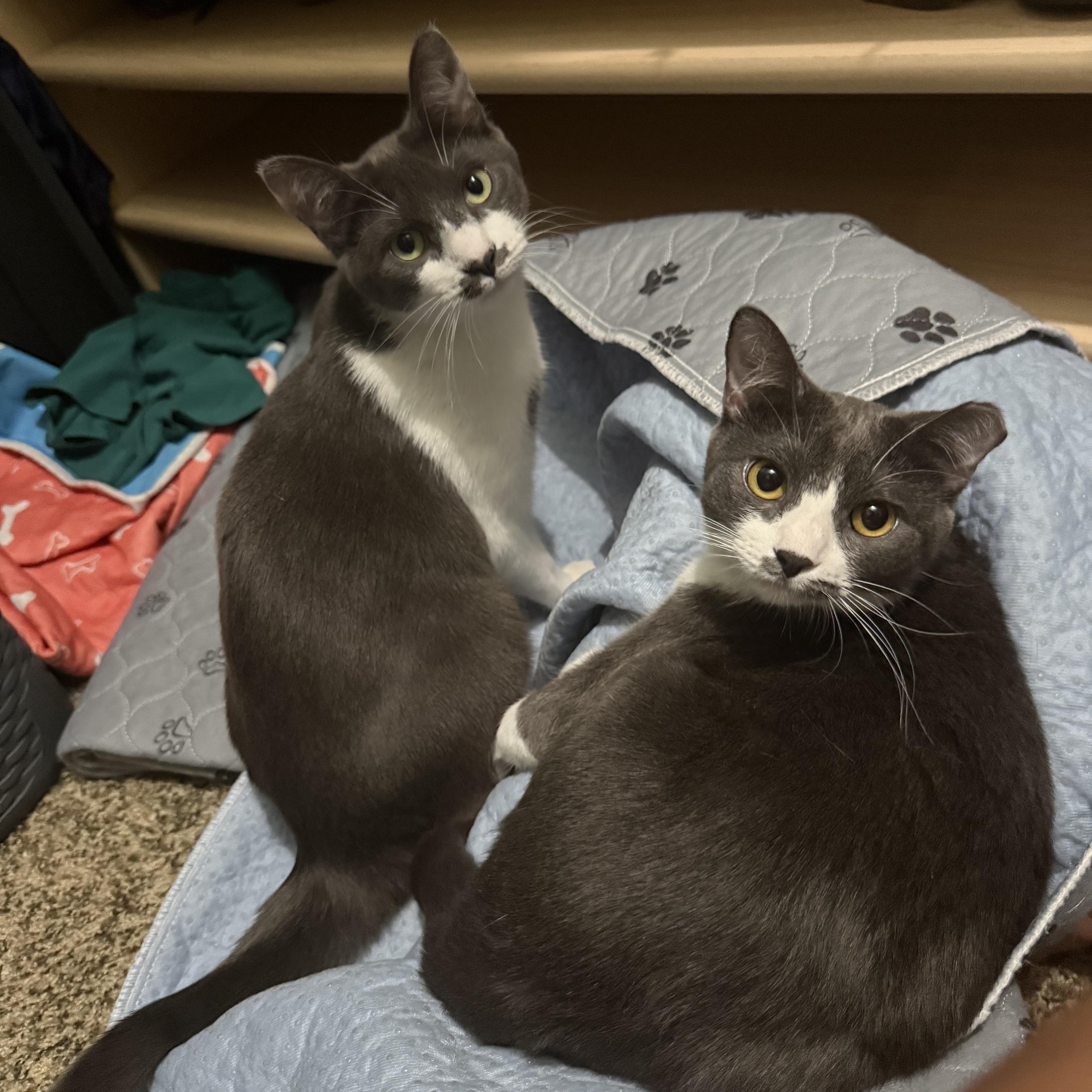 Rosie, an adoptable Domestic Short Hair in Fresno, CA, 93711 | Photo Image 7