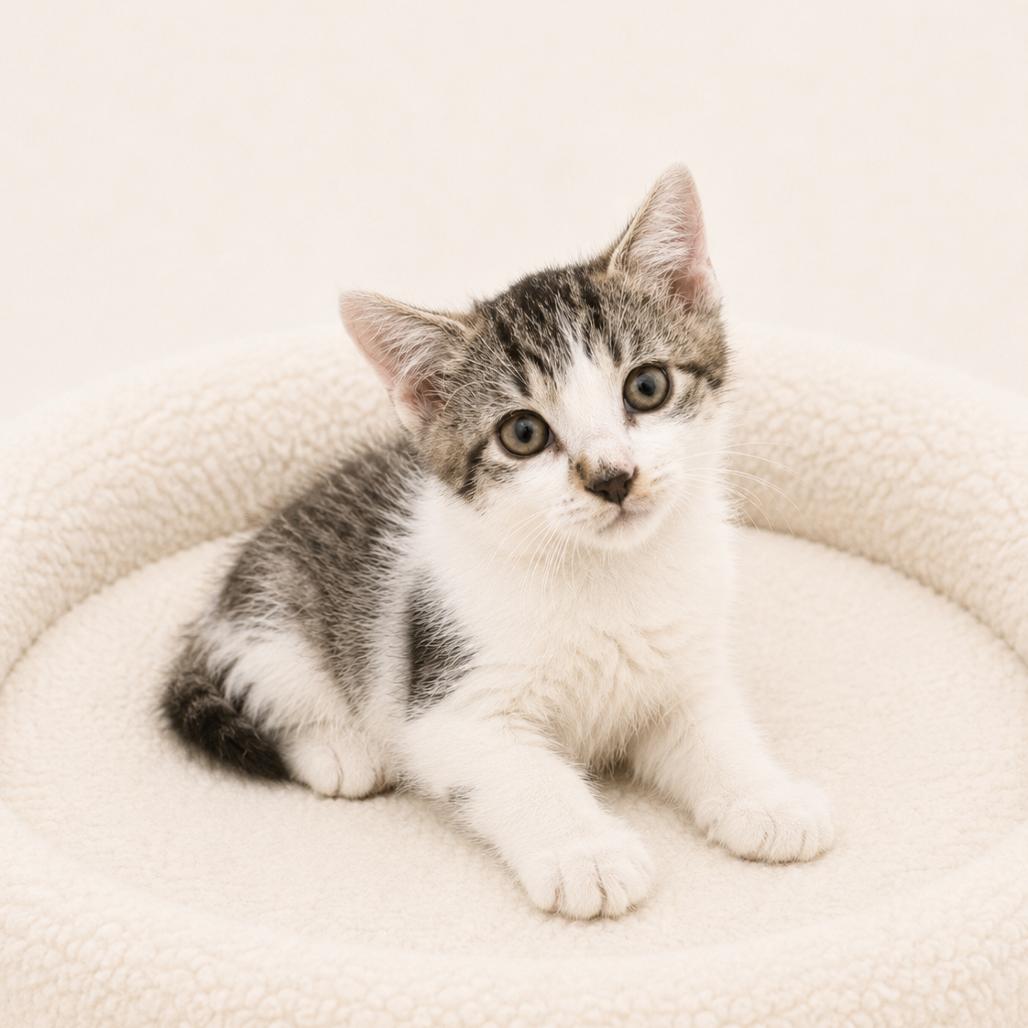 Enlarge Kai, a Adoptable Domestic Short Hair in Redwood Falls, MN image 1/1