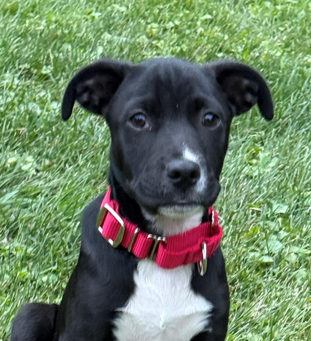 Enlarge Pongo Pupcake - Local pup, a Adoptable mixed breed in Andover, MA image 1/6