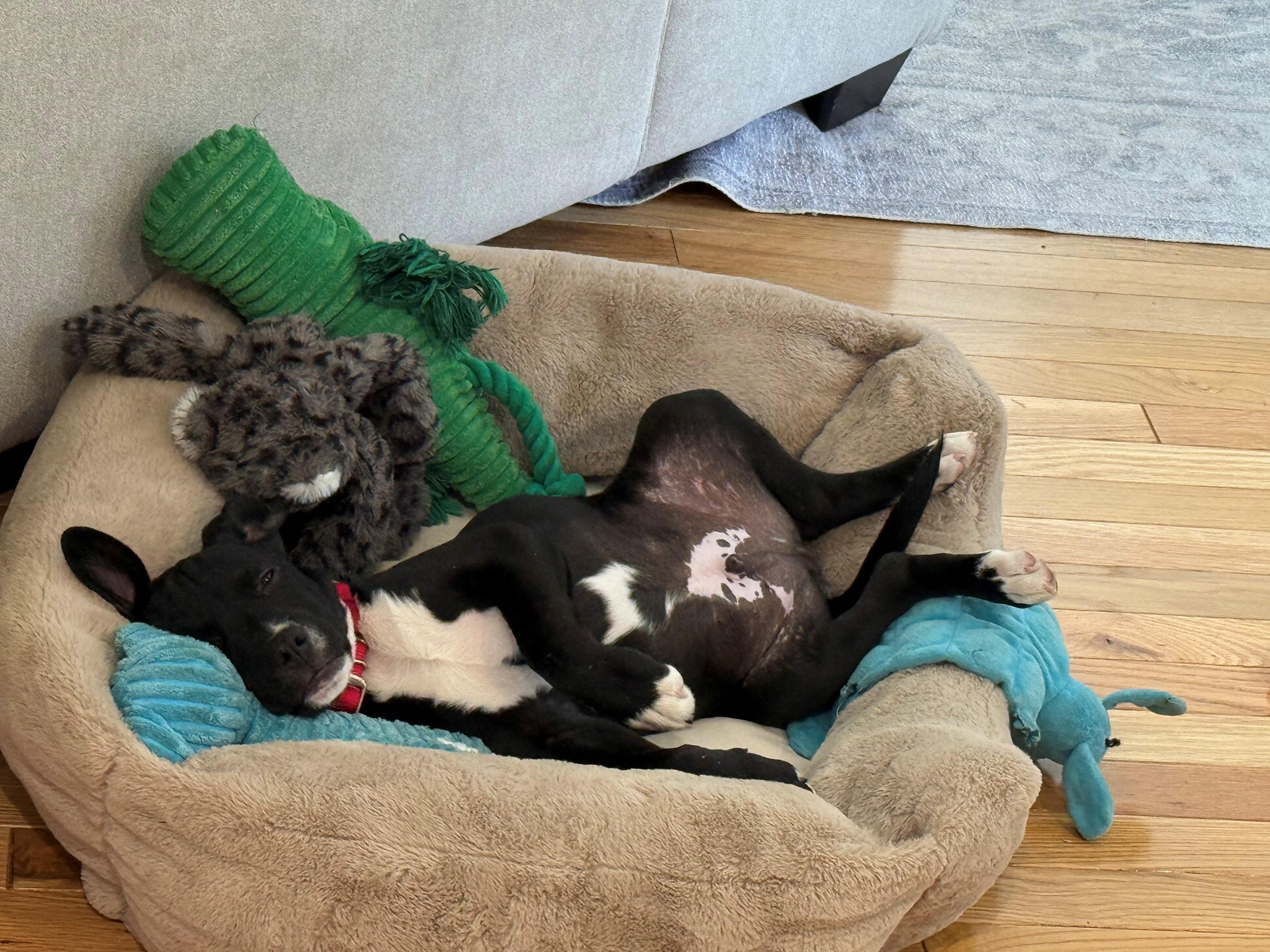 Enlarge Pongo Pupcake - Local pup, a Adoptable mixed breed in Andover, MA image 2/6