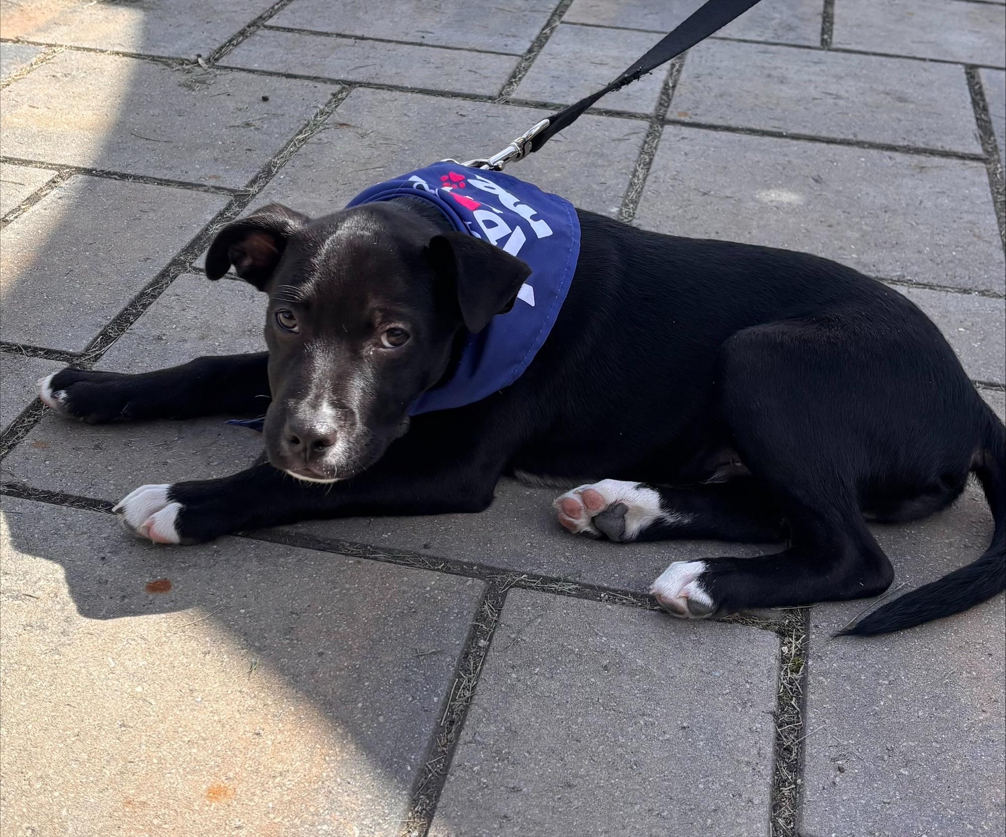 Enlarge Pongo Pupcake - Local pup, a Adoptable mixed breed in Andover, MA image 5/6