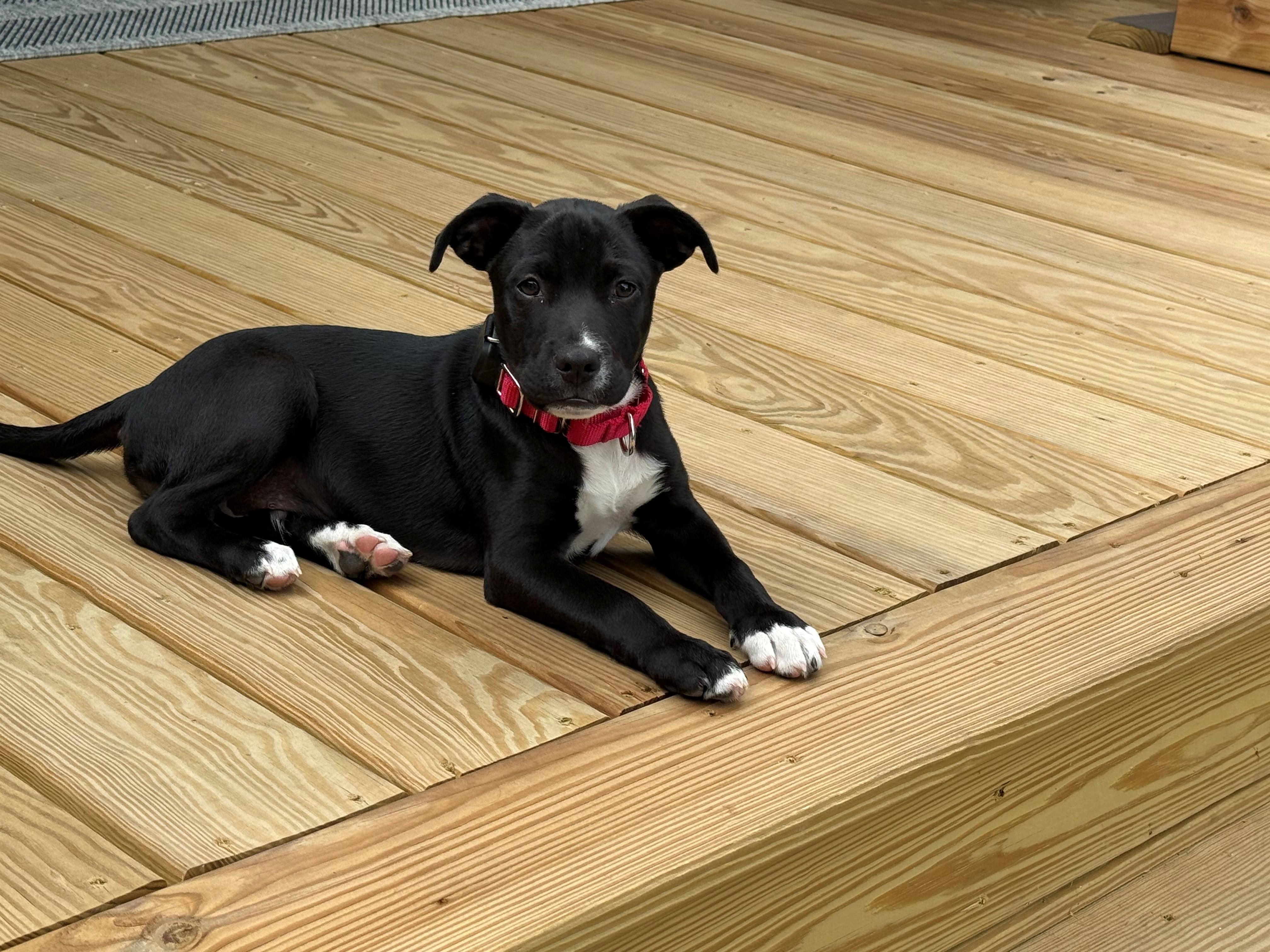 Enlarge Pongo Pupcake - Local pup, a Adoptable mixed breed in Andover, MA image 4/6