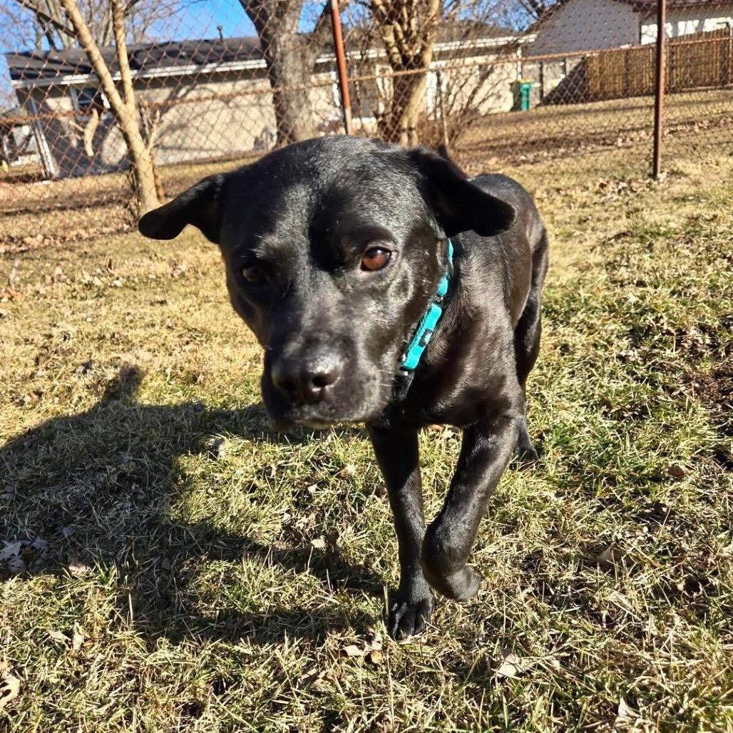 Enlarge Roofus Blazay, a Adoptable mixed breed in Valparaiso, IN image 1/6