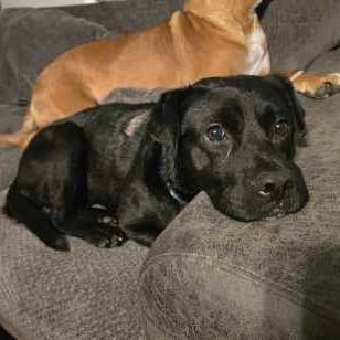 Roofus Blazay, a Adoptable mixed breed in Valparaiso, IN image 2/6