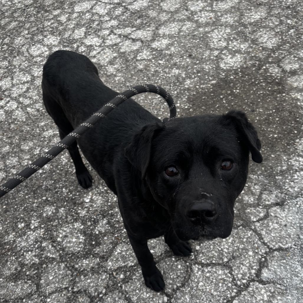 Roofus Blazay, a Adoptable mixed breed in Valparaiso, IN image 3/6