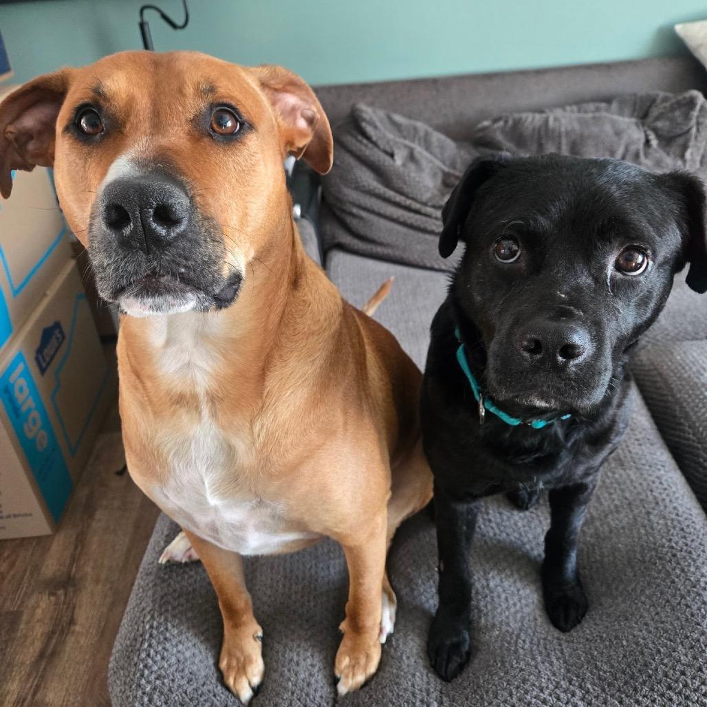 Roofus Blazay, a Adoptable mixed breed in Valparaiso, IN image 4/6