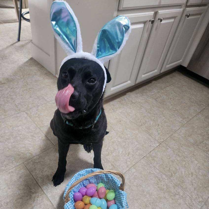 Enlarge Roofus Blazay, a Adoptable mixed breed in Valparaiso, IN image 2/6