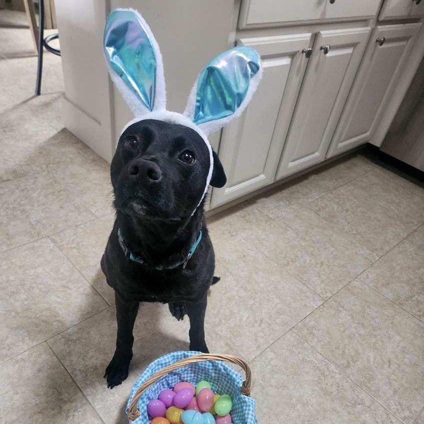 Enlarge Roofus Blazay, a Adoptable mixed breed in Valparaiso, IN image 3/6