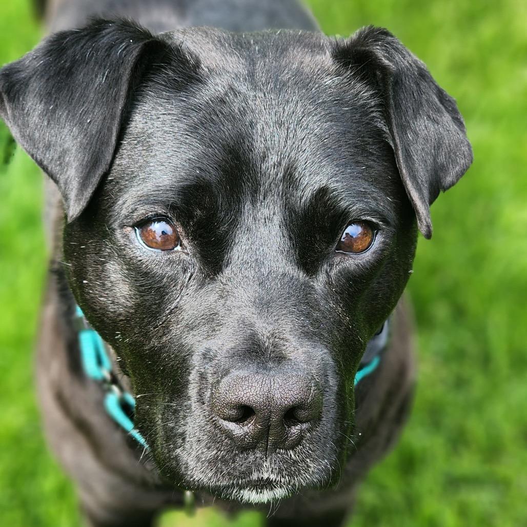 Enlarge Roofus Blazay, a Adoptable mixed breed in Valparaiso, IN image 4/6