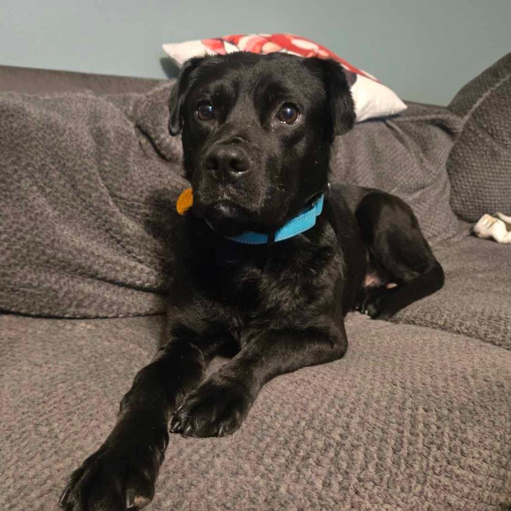 Roofus Blazay, Adoptable, Adult Male Pit Bull Terrier.