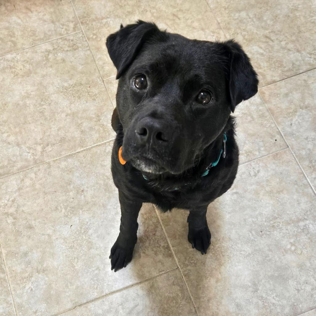 Enlarge Roofus Blazay, a Adoptable mixed breed in Valparaiso, IN image 3/6