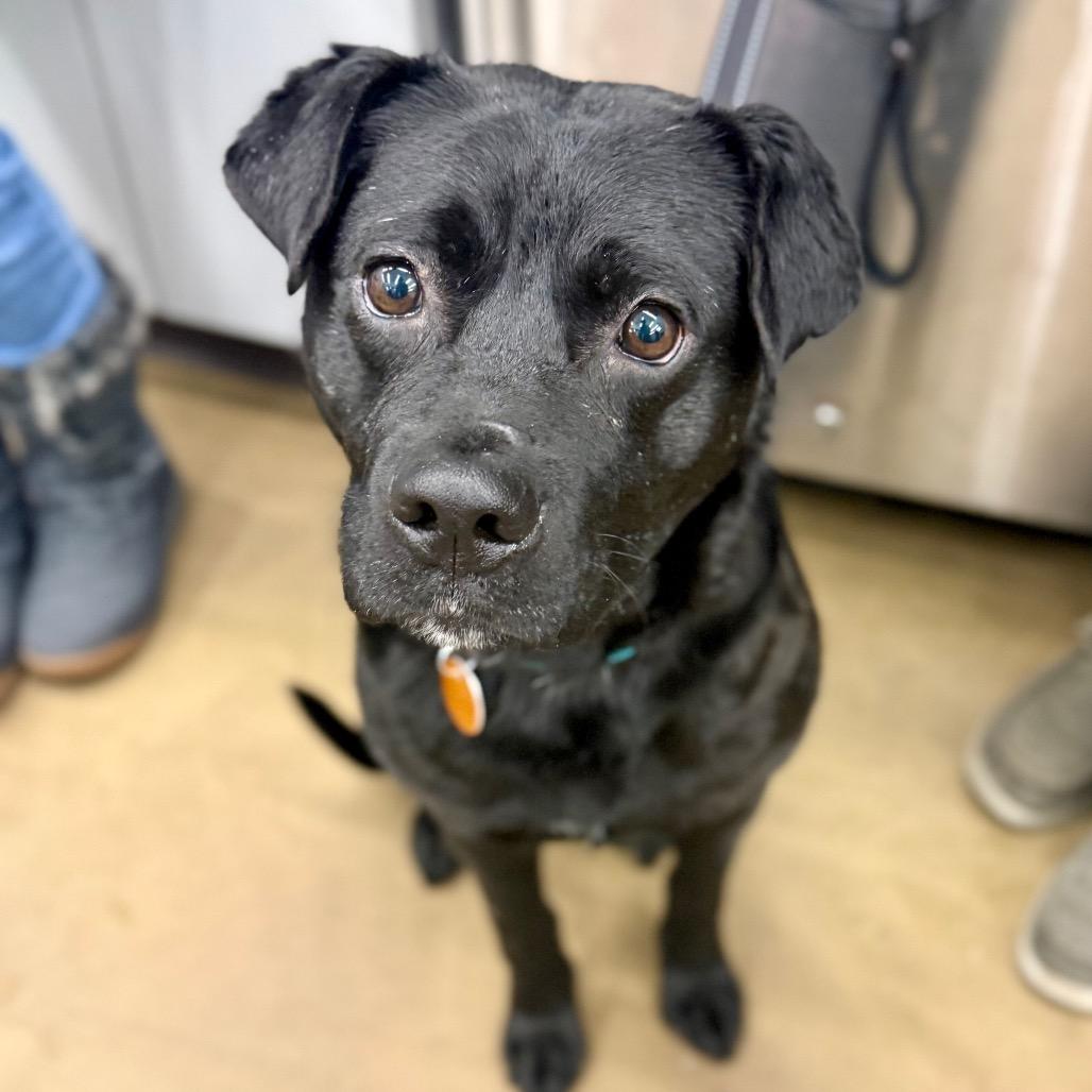 Roofus Blazay, Adoptable, Adult Male Pit Bull Terrier.