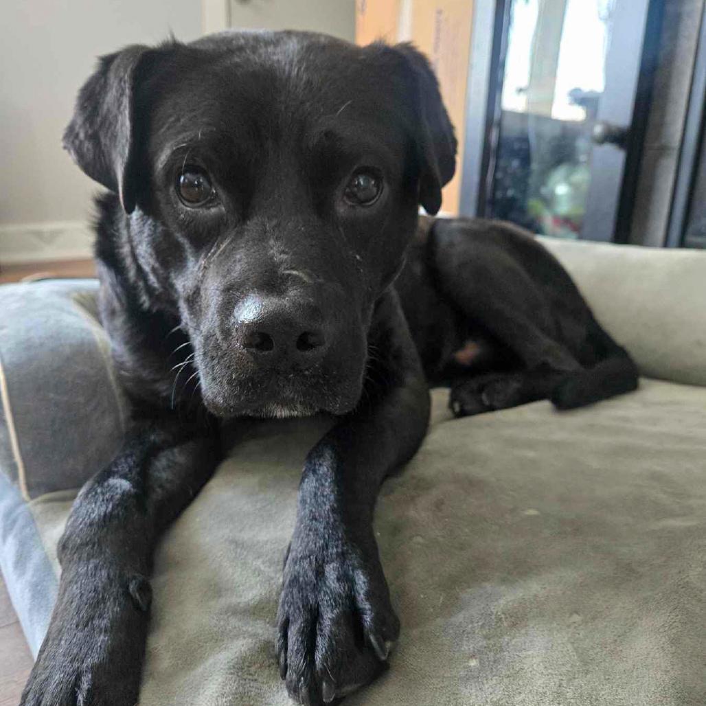 Roofus Blazay, a Adoptable mixed breed in Valparaiso, IN image 6/6