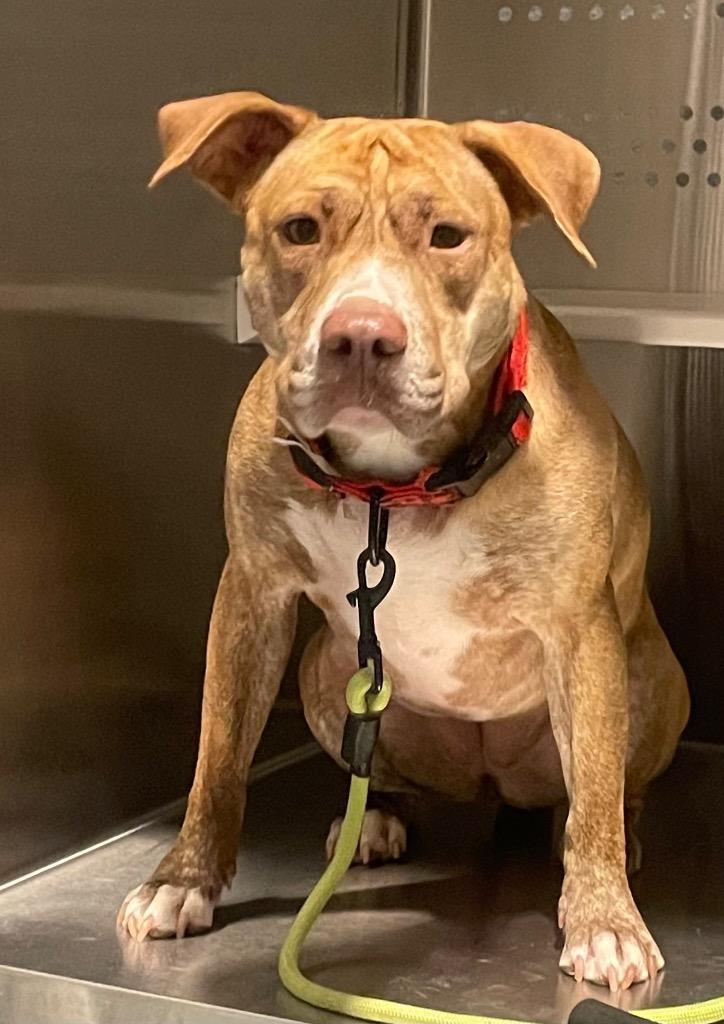 Enlarge Stevie Nicks, a Adoptable mixed breed in Sapulpa, OK image 1/2