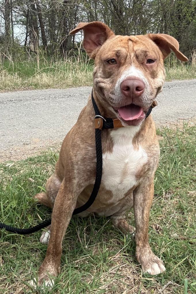 Enlarge Stevie Nicks, a Adoptable mixed breed in Sapulpa, OK image 2/2