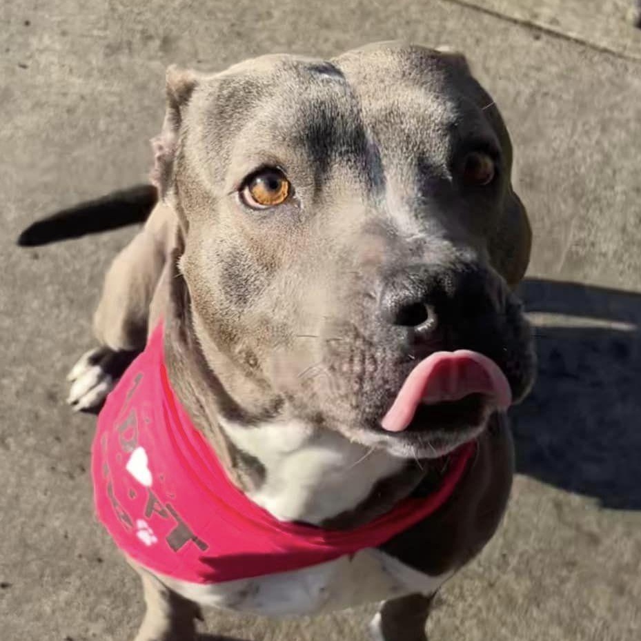 Enlarge Gracie, a Adoptable mixed breed in Farmingdale, NJ image 5/6