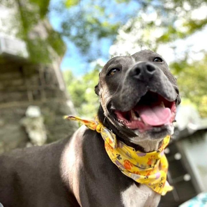 Enlarge Gracie, a Adoptable mixed breed in Farmingdale, NJ image 4/6