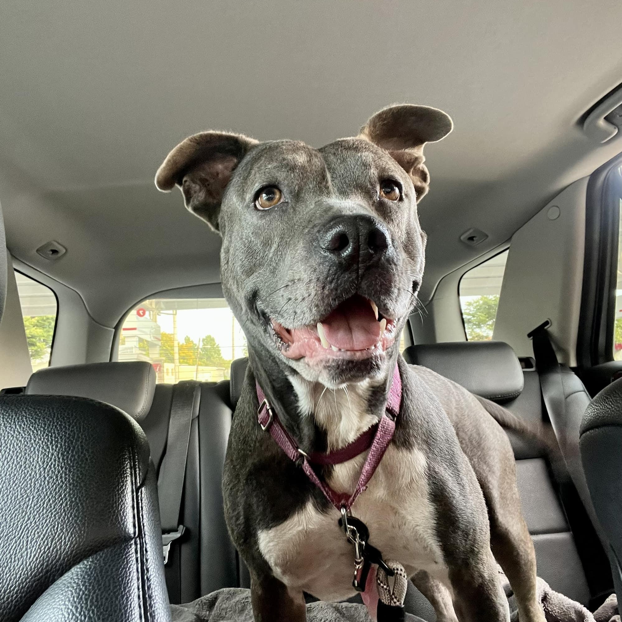Enlarge Gracie, a Adoptable mixed breed in Farmingdale, NJ image 2/6